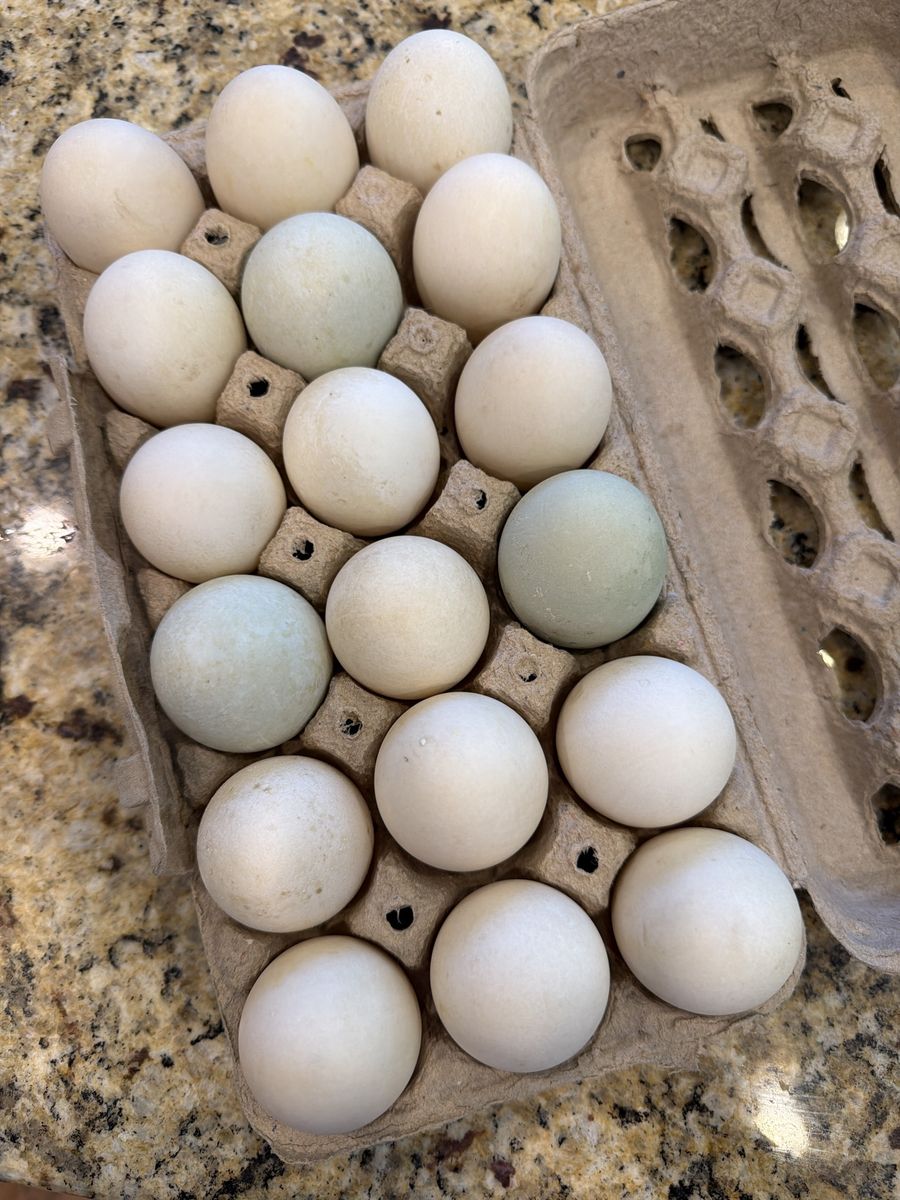 Fresh duck eggs