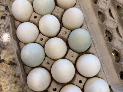 Fresh duck eggs