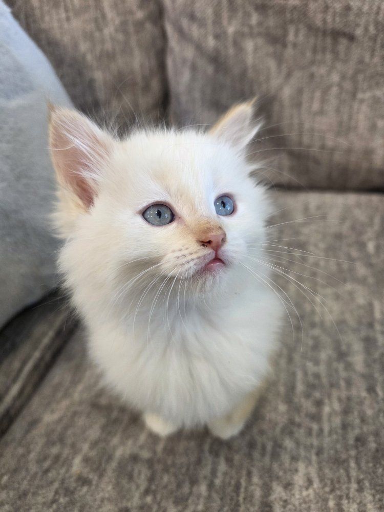 Adorable Kittens Looking for Forever Homes (8 weeks)