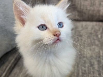 Adorable Kittens Looking for Forever Homes (8 weeks)