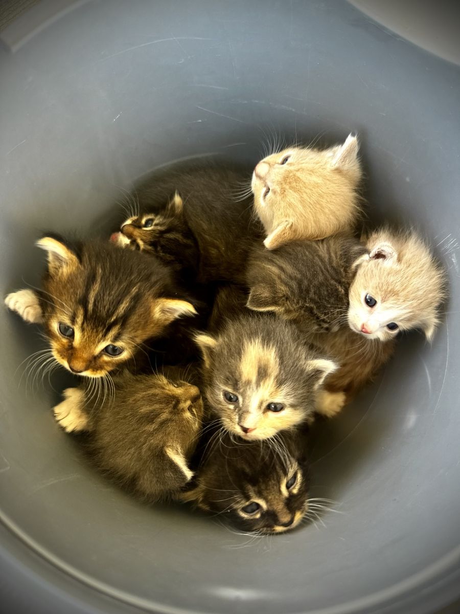 Kittens