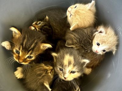 Kittens