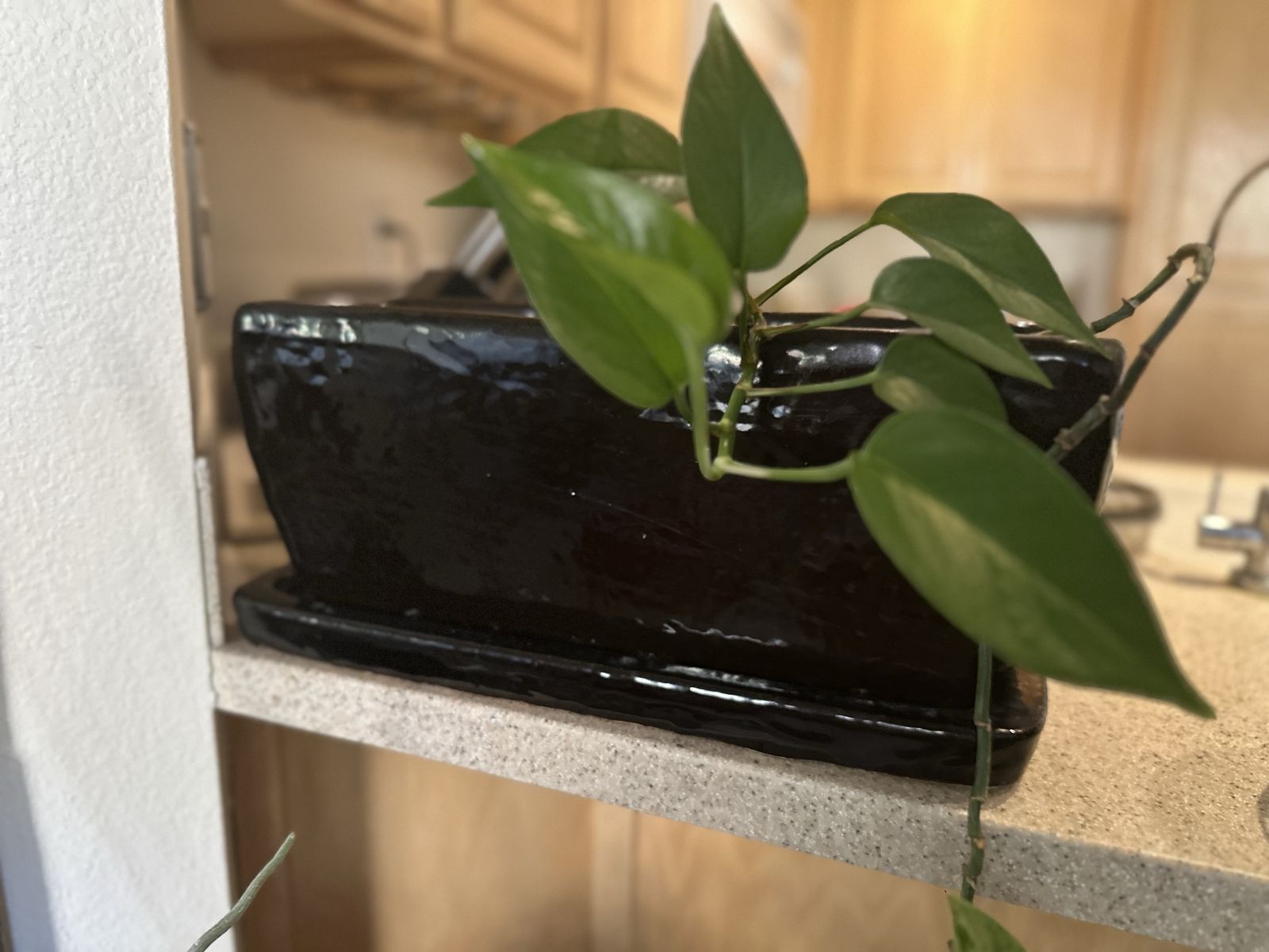 Plant it n pot.  Size 18/8/8