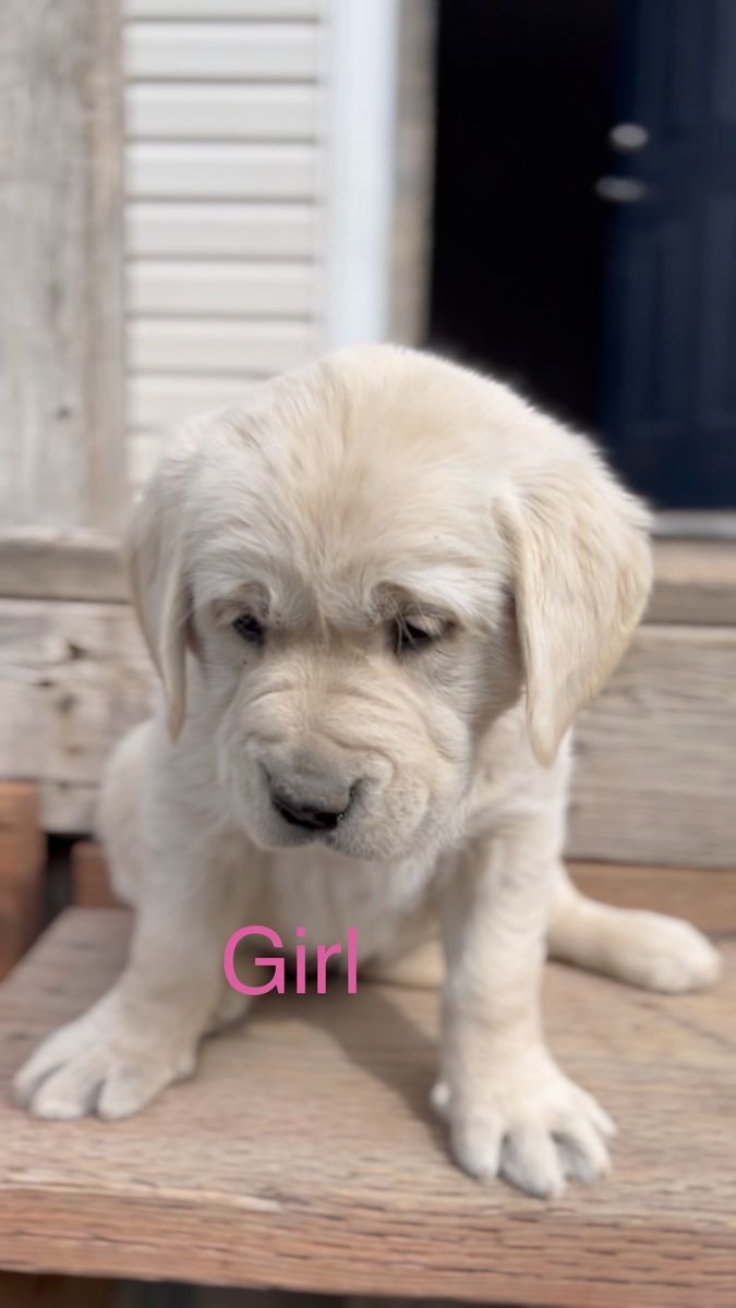 Golden Retriever / Lab Puppies