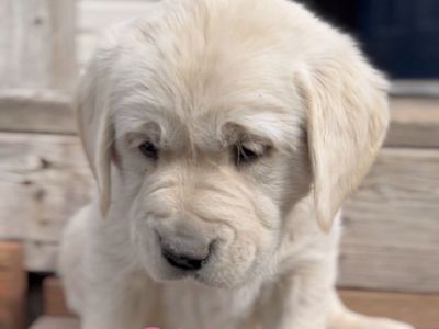 Golden Retriever / Lab Puppies