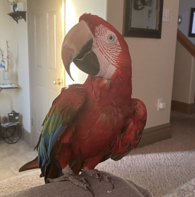 Looking to take in Birds!