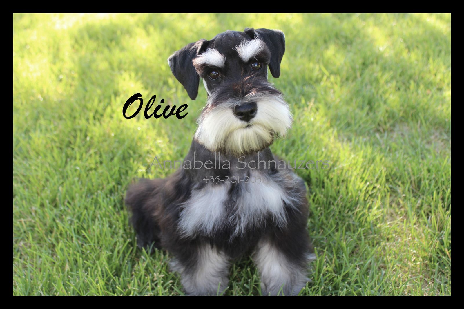 AKC Toy Schnauzer Puppies
