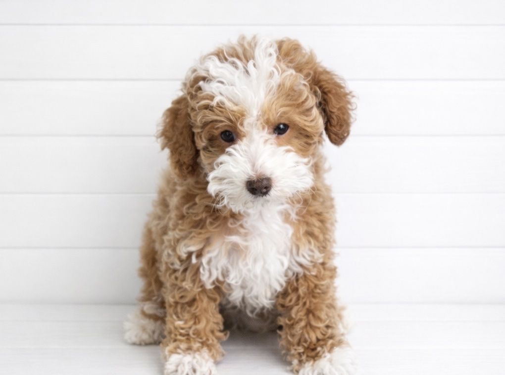 -Darling little puppy-