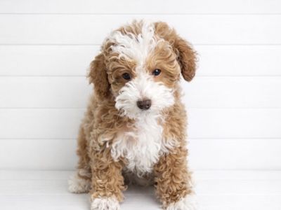 -Darling little puppy-