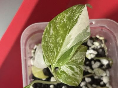 Albo monstera tc