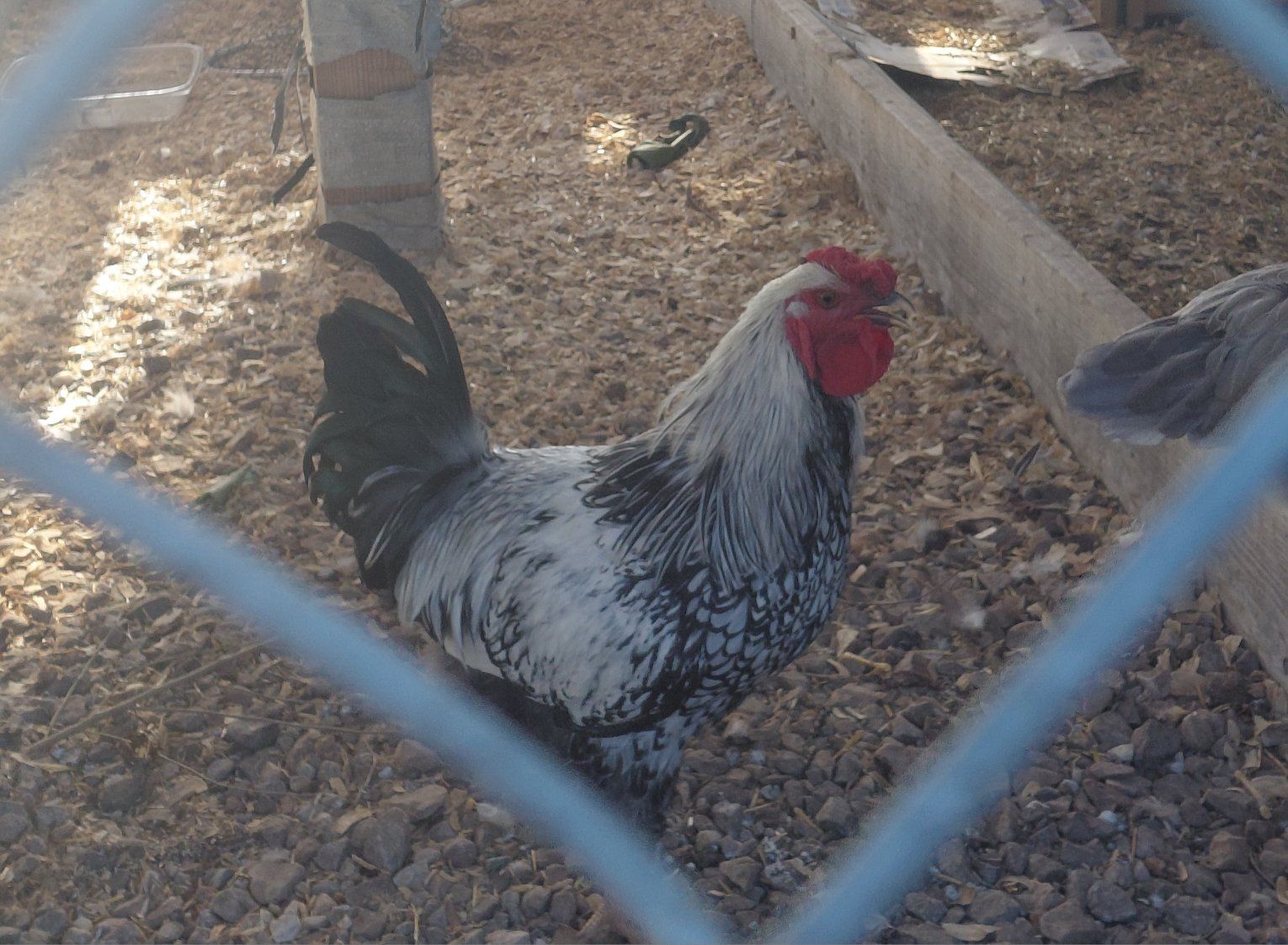 Silver Laced Wyandotte Rooster - Healthy, Vibrant, and Ready to Breed