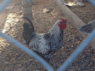 Silver Laced Wyandotte Rooster - Healthy, Vibrant, and Ready to Breed