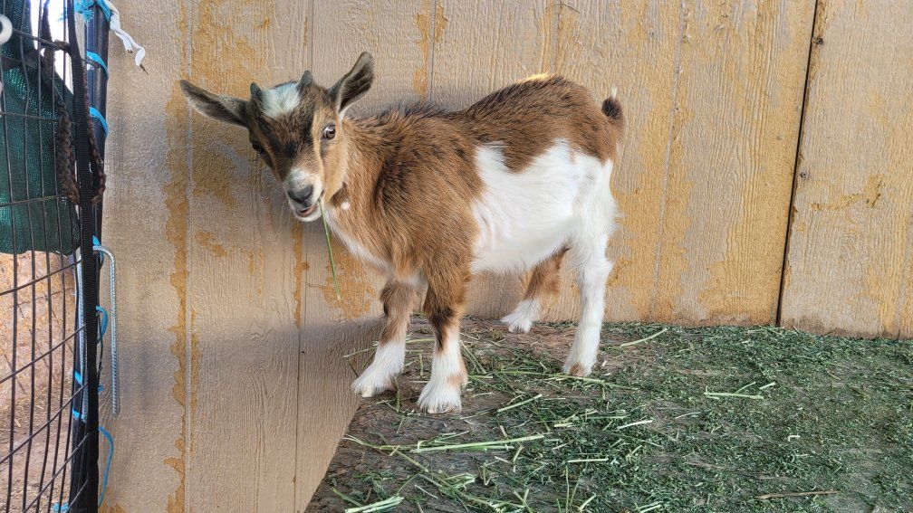 Nigerian Dwarf Buckling