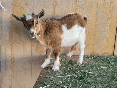 Nigerian Dwarf Buckling