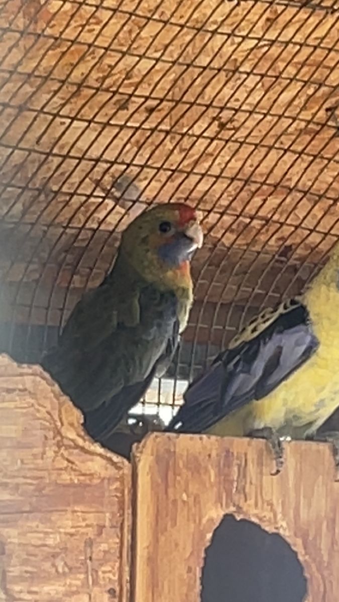 Female yellow crimson rosella