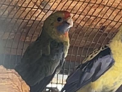 Female yellow crimson rosella