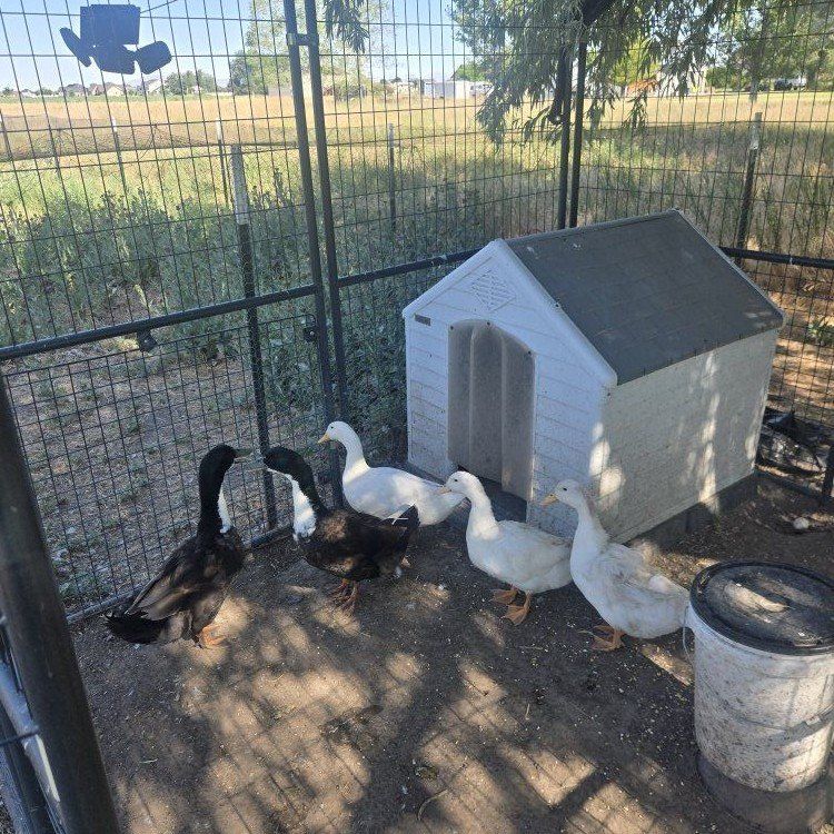 Ducks need rehoming