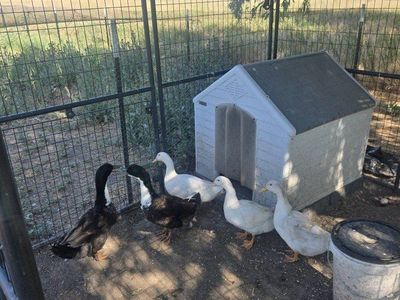 Ducks need rehoming
