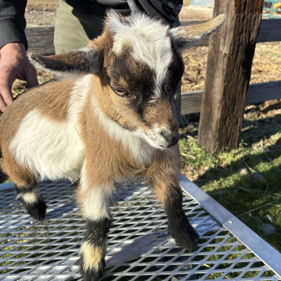 Nigerian Dwarf Pygmy Goats