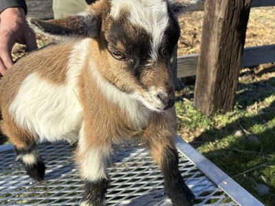 Nigerian Dwarf Pygmy Goats