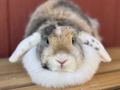 *RABBITRY CLOSING* INDOOR RAISED HOLLAND LOPS