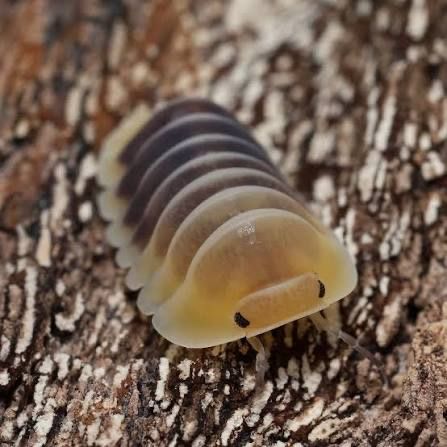Jupiter Isopods