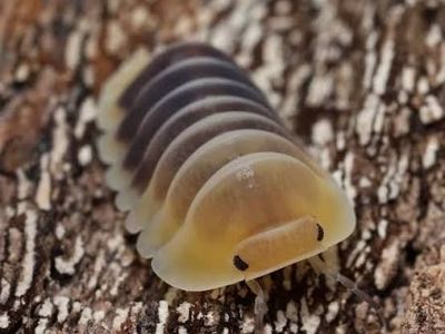 Jupiter Isopods