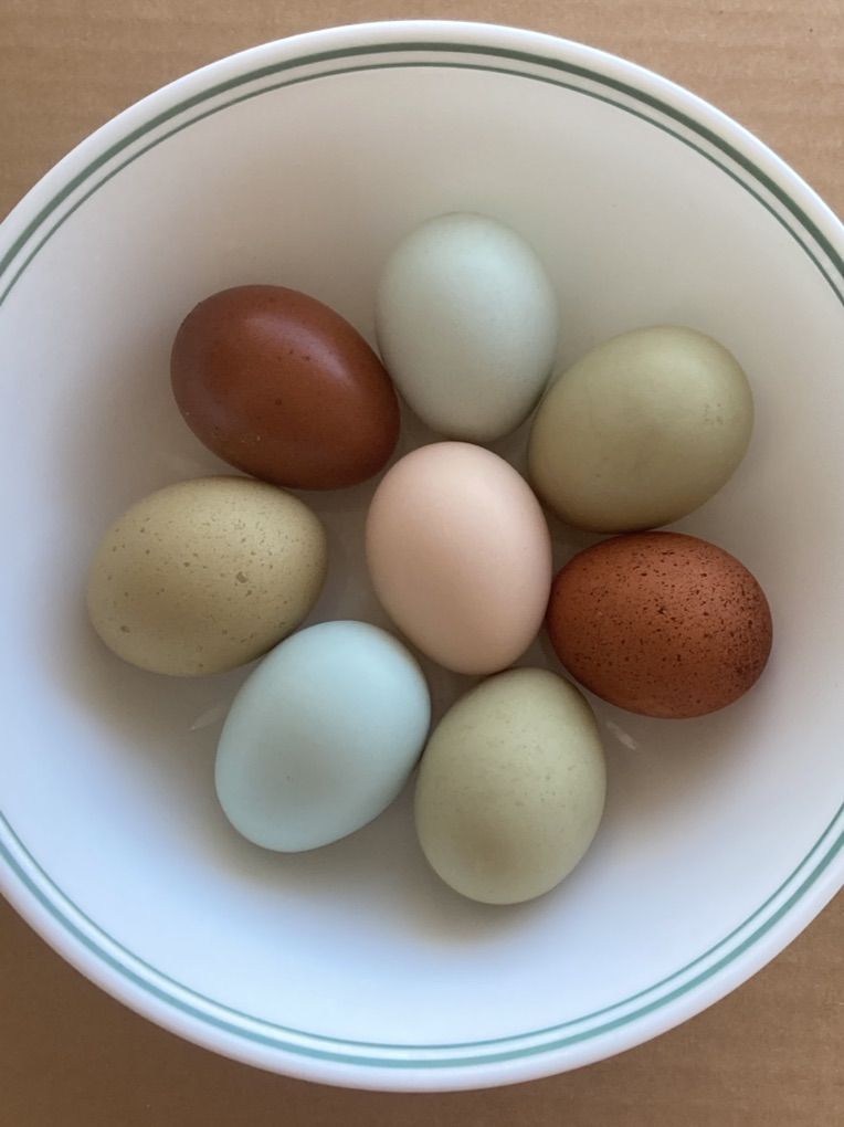 Rainbow Layer Starter Flock 7 Laying Hens 1Rooster