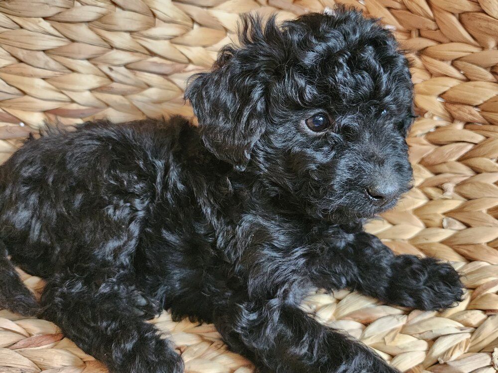 F1b micro mini Goldendoodle puppy,  Golden doodle