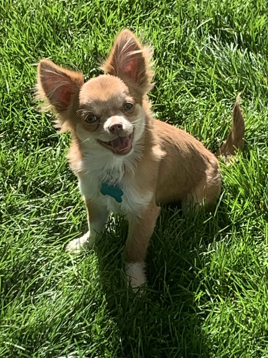Purebred Chihuahua Puppy