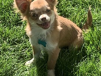 Purebred Chihuahua Puppy
