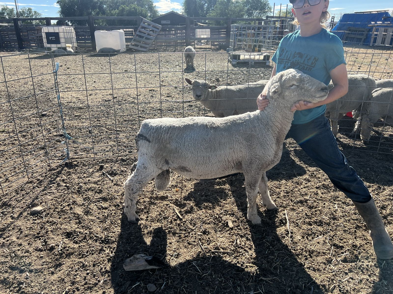 Dual registered Babydoll Southdown ram.