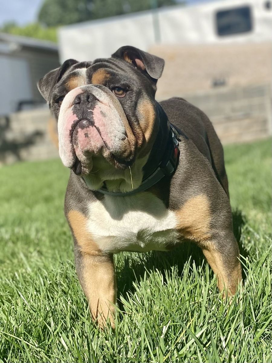 English Bulldog Stud