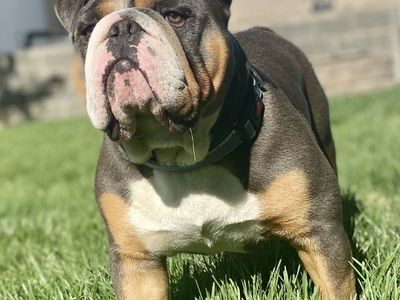 English Bulldog Stud