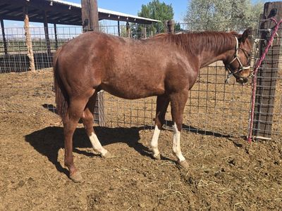 AQHA/APHA reg yearling gelding