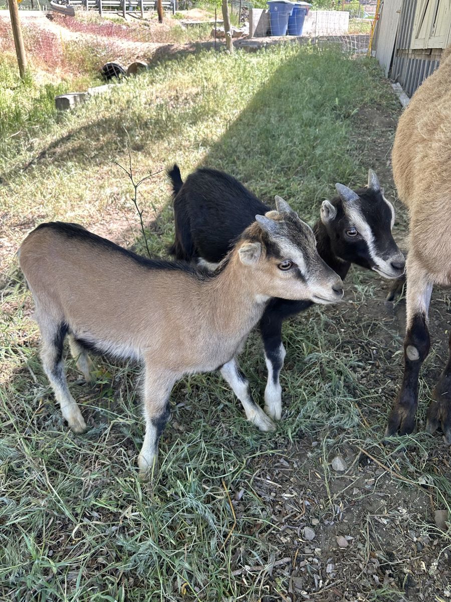 Alpine Lamancha X bucklings