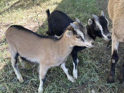 Alpine Lamancha X bucklings