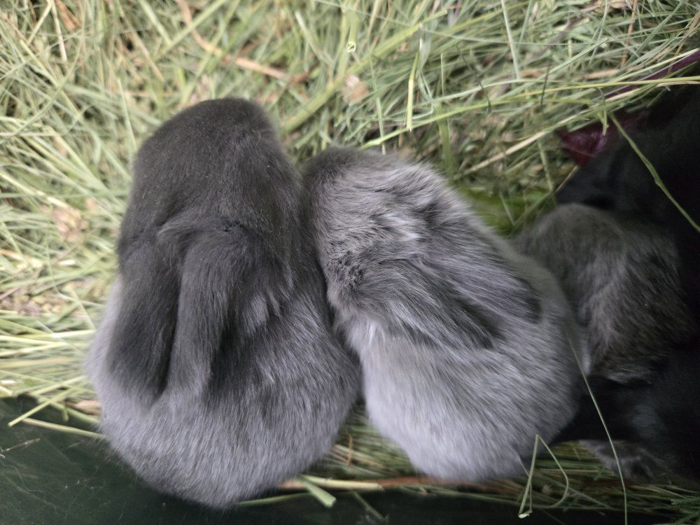 English Angora rabbits wool producers