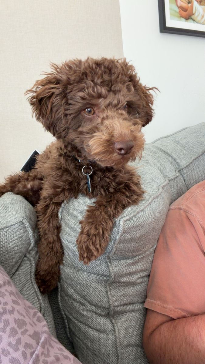 Chocolate Mini Poodle