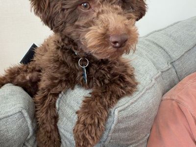 Chocolate Mini Poodle