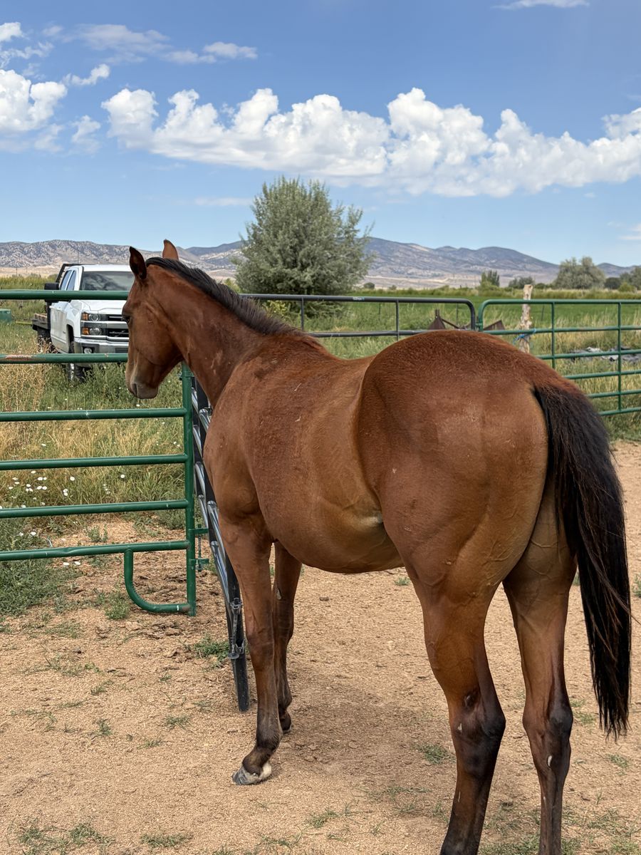 Barrel/Rope Supreme “One Fast Time” AQHA Yearling Gelding