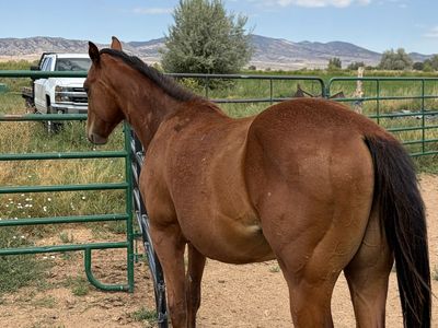 Barrel/Rope Supreme โOne Fast Timeโ AQHA Yearling Gelding