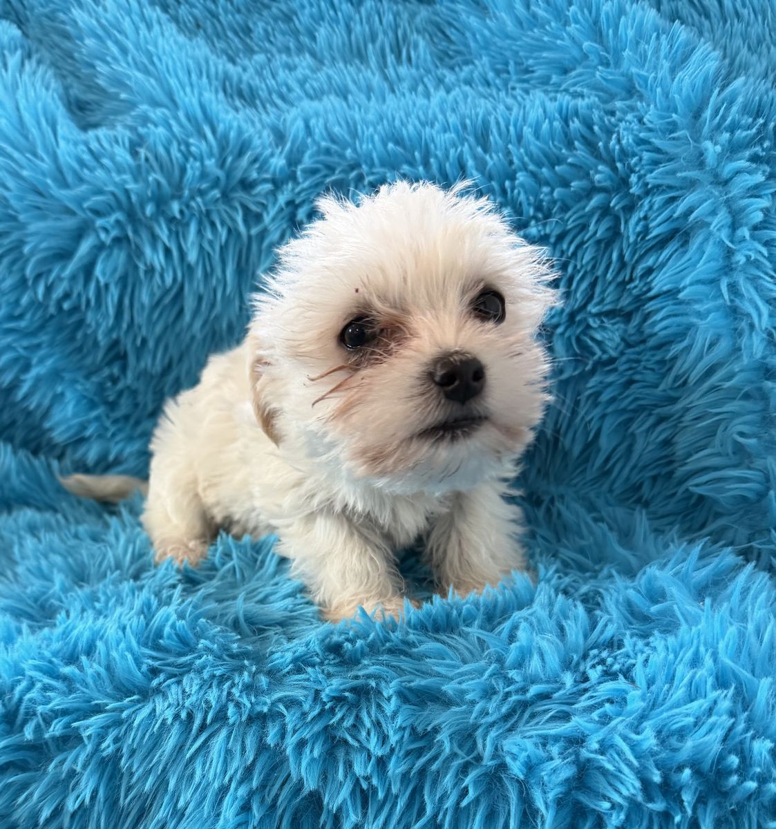 Adorable Little 3/4 Yorkie 1/4 Maltese  Yorkies