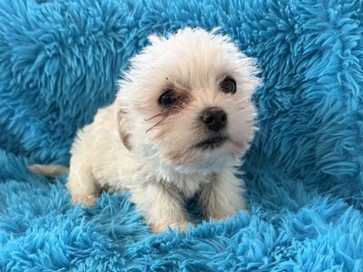 Adorable Little 3/4 Yorkie 1/4 Maltese Yorkies