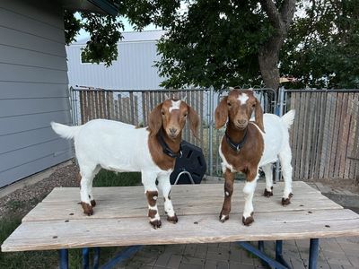 Pair of 3-month-old Boer Wether Goats