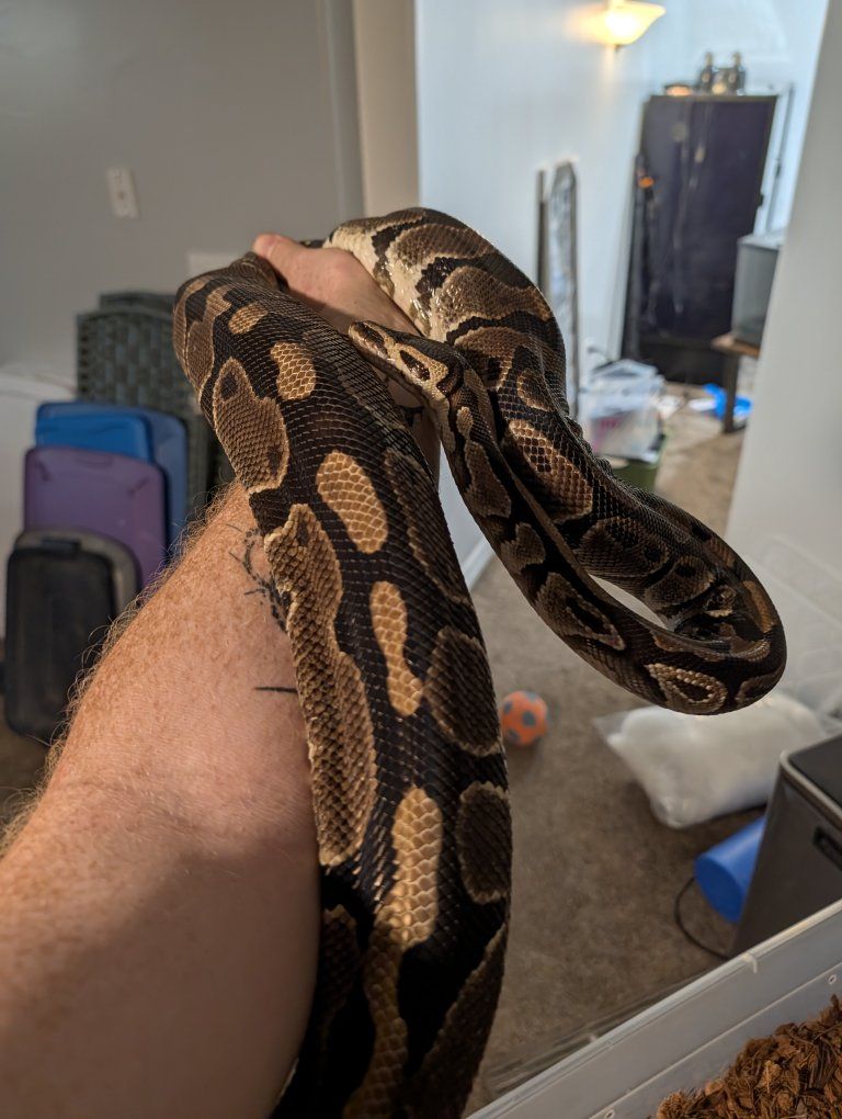 normal ball python (100% het pied)