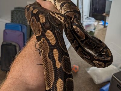 normal ball python (100% het pied)
