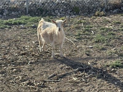 Pregnant Nigerian Doe