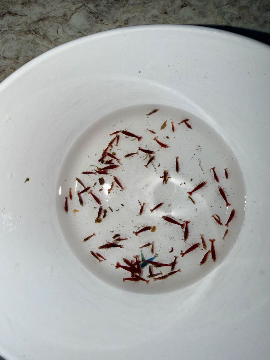 Cherry Shrimp! Need gone ASAP