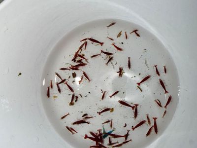 Cherry Shrimp! Need gone ASAP